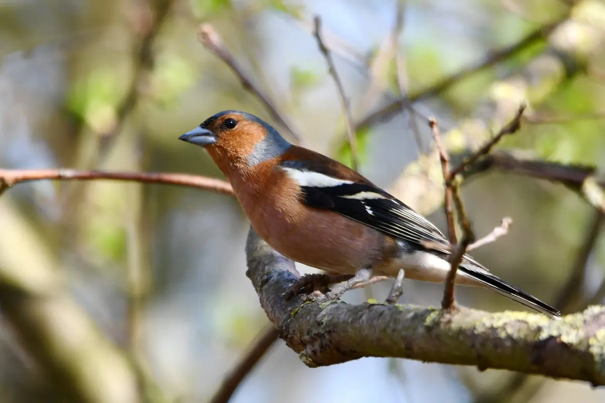 A chaffinch sits alone on a branch, looking attentively to one side, with fresh spring green behind it