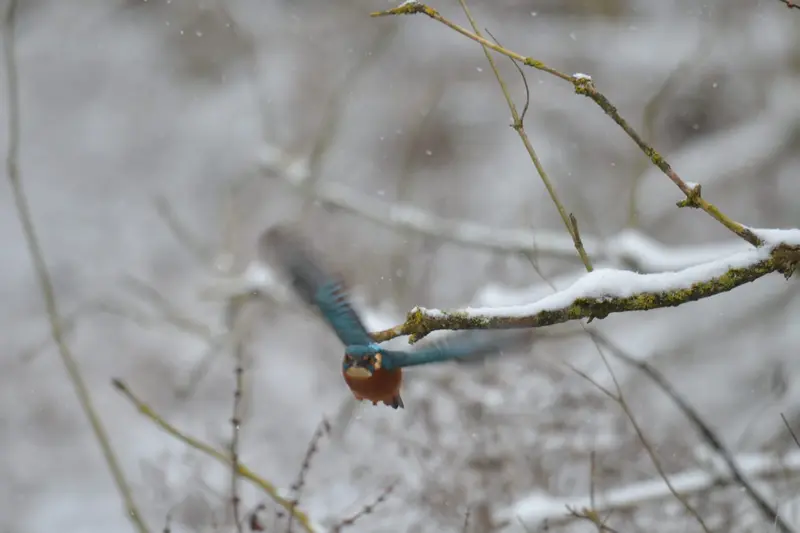 Ein Eisvogel mit ausgebreiteten türkisblauen Flügeln fliegt dicht über einem schneebedeckten Ast, im Hintergrund fallende Schneeflocken