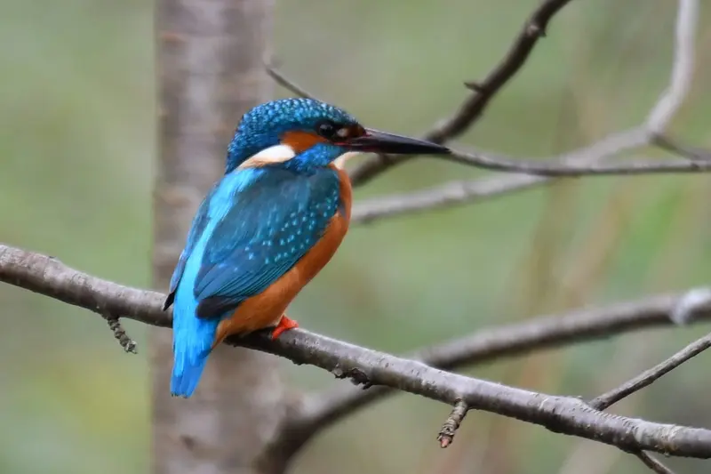Ein Eisvogel mit leuchtend blau-orangem Gefieder sitzt auf einem Ast, dahinter weiches Grün