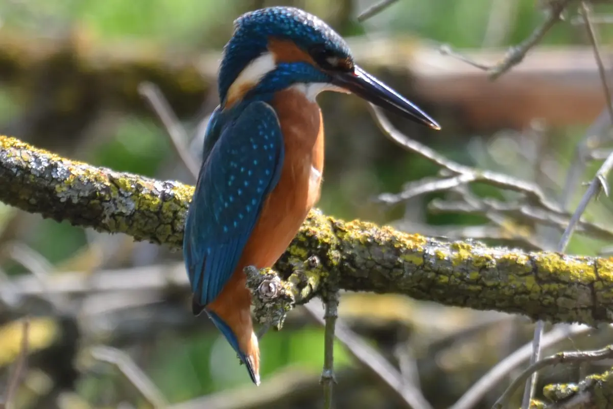 Ein Eisvogel mit blau-orangem Gefieder sitzt auf einem flechtenbewachsenen Ast und blickt zum Wasser hinab